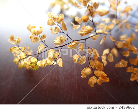 Dead leaves of Asian tom 2499602