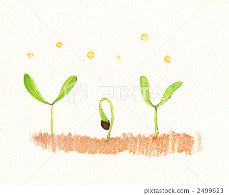 From seeds ... 2499623