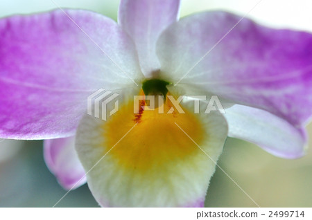 Dendrovium 2499714