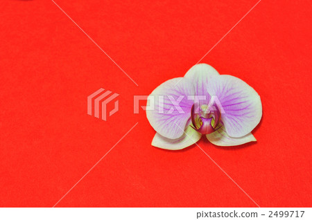 Phalaenopsis orchid  2499717