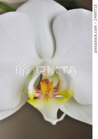 Phalaenopsis orchid  2499718