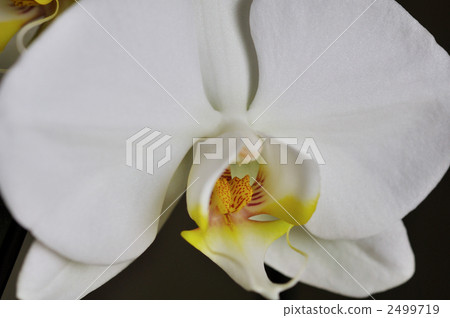 Phalaenopsis orchid  2499719
