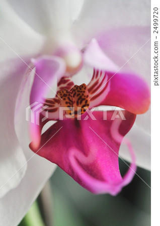 Phalaenopsis orchid Phalaenopsis orchid 2499720