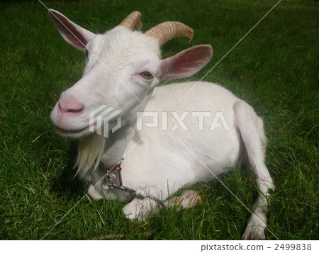 山羊 動物 活力 2499838