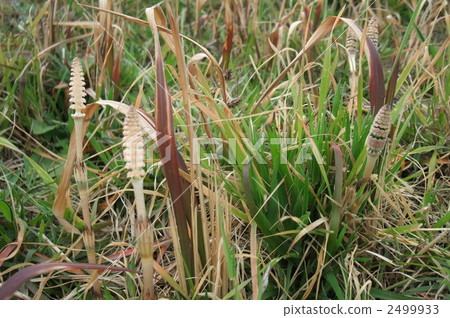Tsukushi - spring sign 2499933