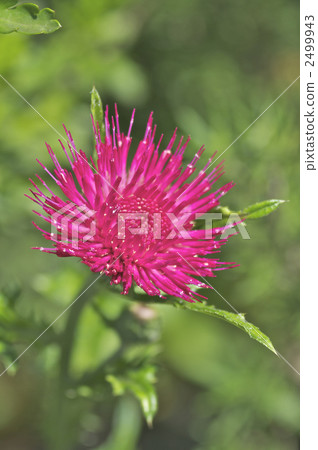 No Scenic Flower 2499943