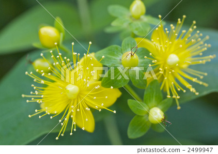 Otogirisou花 2499947