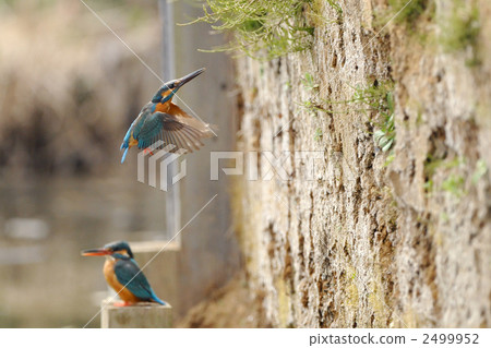 Digging Kingfisher's Nest 2499952