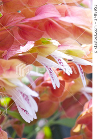 Coevisco的花朵 2499953