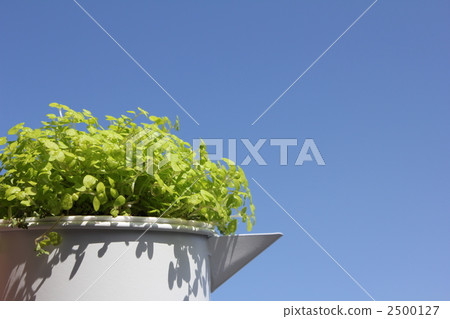 Soleiloria(觀葉植物) Soleiloria(觀葉植物) 2500127