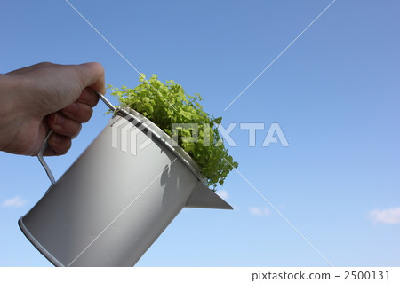 Soleiloria（觀葉植物） 2500131