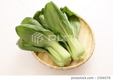 白菜 白菜 2500379