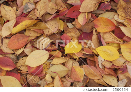 Fallen leaves Fallen leaves 2500534