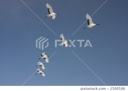 crane, cranes, red-crowned crane 2500586