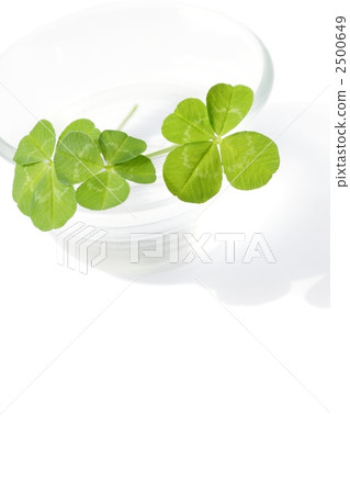 clover, four-leaf clover, four leaves 2500649
