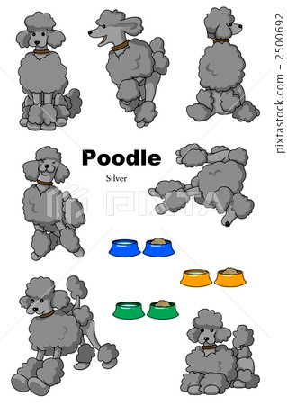 Poodle 2500692