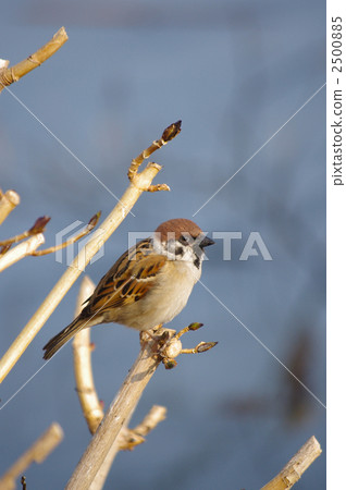 Winter sparrow Winter sparrow 2500885