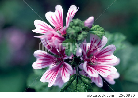 malvaceae, common mallow, bloom 2500950
