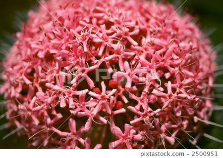 60445 button rabbit 2500951