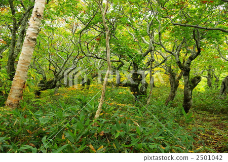 Beech forest 2501042