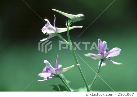 60532 Selibanotiensis 2501067