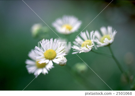 60533 Himgeon 2501068