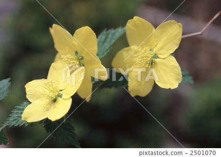 60534 Yamaboki 2501070