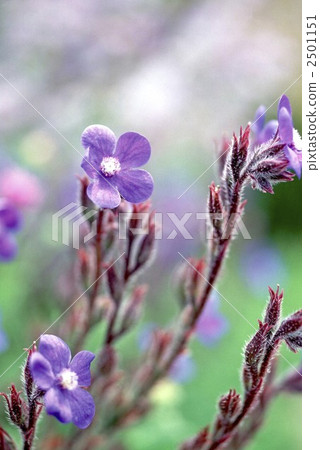 bloom, blossom, blossoms 2501151