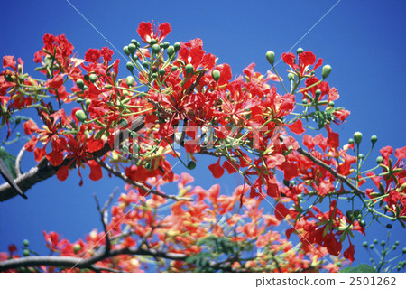 60677大屠殺 2501262