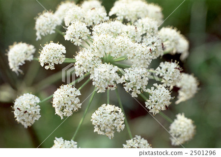 60715 Shiyoudo 2501296