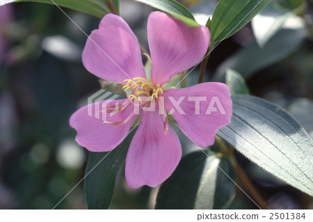 60761 Sikono按鈕 2501384