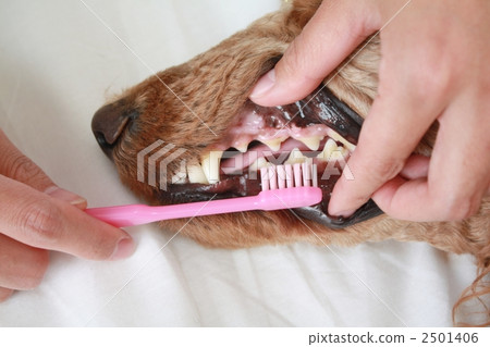 Dog's toothpaste 2501406