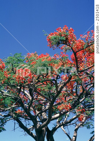 60786 Hoogoku 2501418