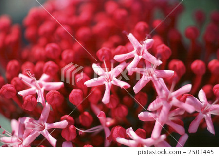 60821 Butterbird 2501445