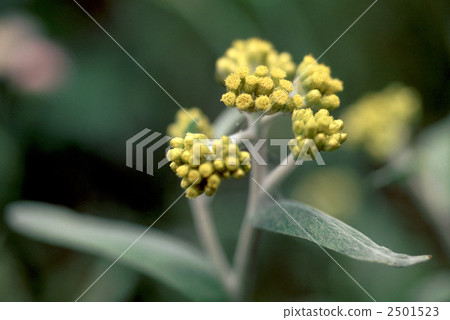 60950哈哈高 2501523