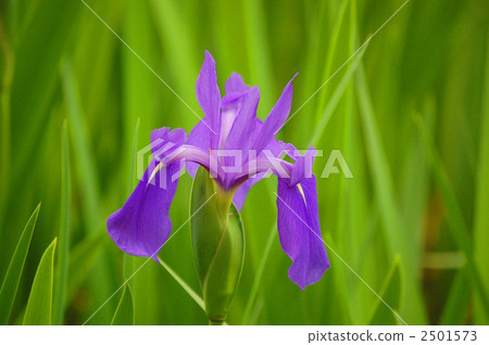 Ota shrine's scratch 2501573