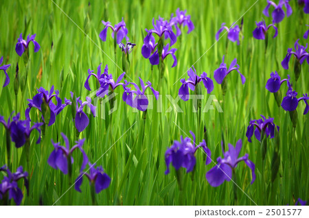 Ota shrine's scratch 2501577