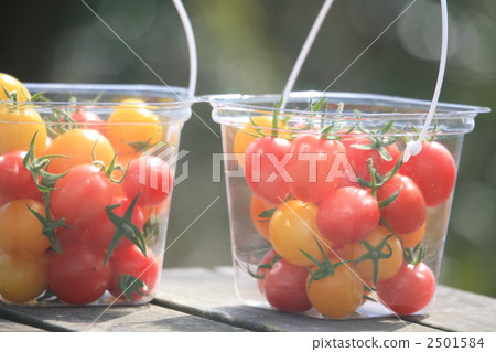 休閒 迷你蕃茄 結果實 2501584