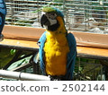 Parrot 2502144