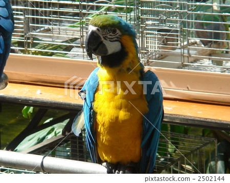 Parrot Parrot 2502144