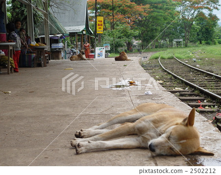 Dog sleeping on the platform (Tipo / Myanmar) Dog sleeping on the platform (Tipo / Myanmar) 2502212