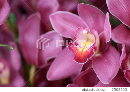 "Princess Nobuko" 2502333