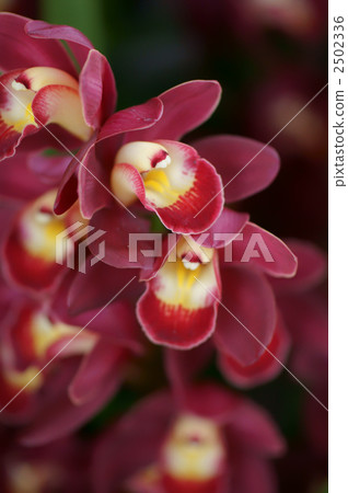 "Red lady" "Red lady" 2502336