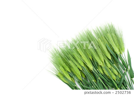 大麥穗的耳朵 2502736