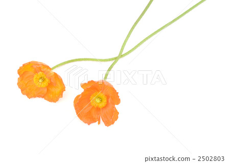 Iceland Poppy Flower Iceland Poppy Flower 2502803