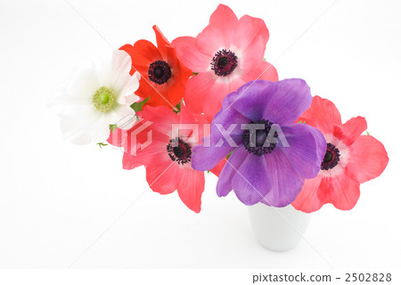 銀蓮花屬的花 銀蓮花屬的花 2502828