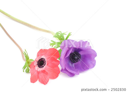 銀蓮花屬的花 2502830