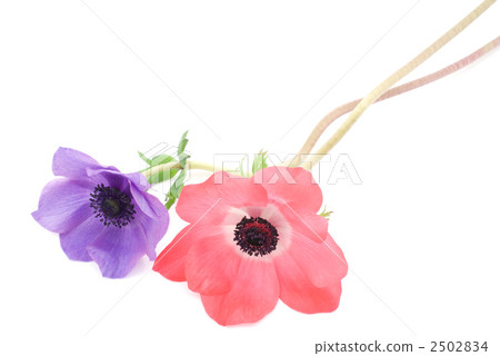 銀蓮花屬的花 2502834