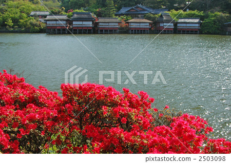 Kirishima of Kyoto Nagaoka Tenman-gu Shrine 2503098