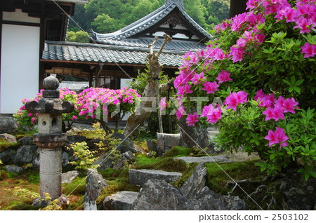 京都Kokusaiji的杜鵑花 2503102